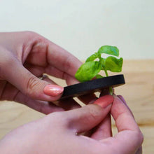 Load image into Gallery viewer, Herbie the Herb Stripper