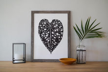 Load image into Gallery viewer, Anthurium Bench Hybrid 18"x24"