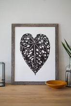 Load image into Gallery viewer, Anthurium Bench Hybrid 18"x24"