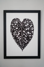 Load image into Gallery viewer, Anthurium Bench Hybrid 18"x24"